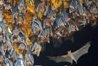 Inside Bali’s Enigmatic Bat Cave Temple