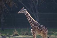 Disney’s Animal Kingdom Lodge Full Tour