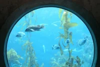 Exploring Monterey Bay Aquarium