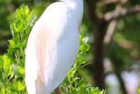 The Ultimate Birding Guide to Lake Charles, Louisiana