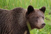 Skagway Bear Encounters: An Alaska Cruise Wildlife Journey