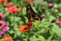 The Ultimate Guide to Puerto Vallarta’s Botanical Gardens