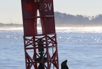 Channel Islands National Park Wildlife Expedition with Island Packers