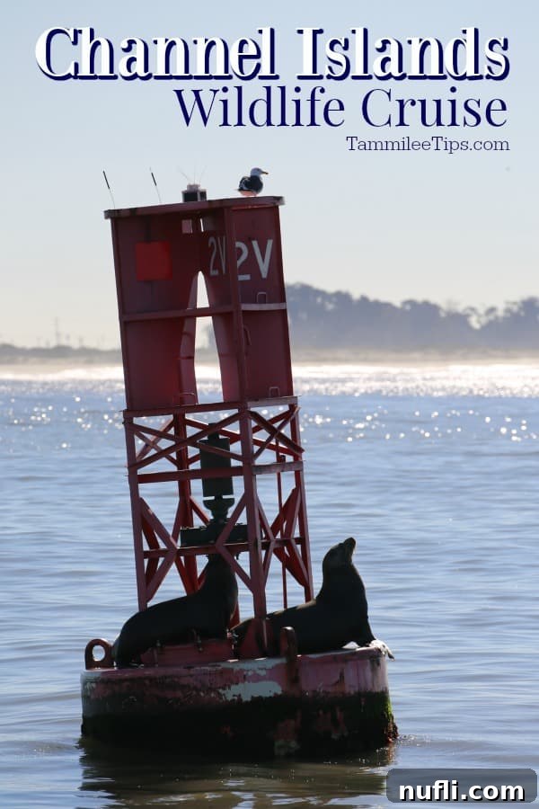 Channel Islands National Park Wildlife Expedition with Island Packers 1 featured 112475