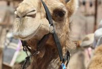 Discover Eilat: Israel’s Red Sea Gem