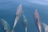 Carnival’s Catalina Dolphin Discovery