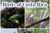 Costa Rica’s Feathered Jewels