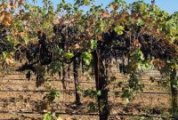 Uncorking California’s Madera Wine Trail