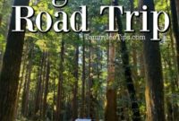 California’s Giant Trees Road Trip