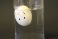 Egg Freshness Made Easy