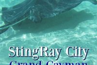 Grand Cayman Stingray City Encounter