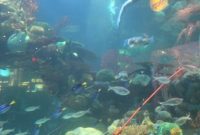 Silverton Casino’s Spectacular Aquarium