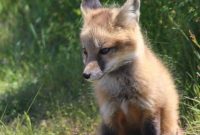 San Juan Island’s Enchanting Foxes