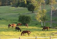 Bull Hill Guest Ranch: Your Ultimate Weekend Escape
