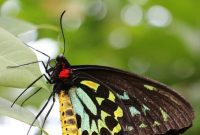 Key West Fluttering Oasis