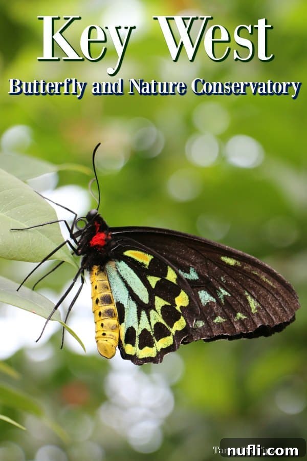 Key West Fluttering Oasis 1 featured 90458