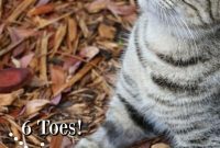 Ernest Hemingway’s Key West Legacy Home