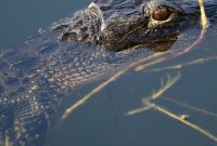 Your Essential Everglades National Park Guide