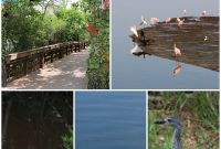 Sanibel Island’s J.N. Ding Darling: Florida’s Premier Wildlife Sanctuary