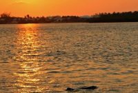 Florida’s Sanibel Dolphin Discovery