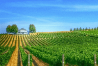 Walla Walla Wine Trail