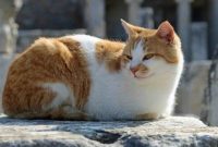 The Whiskered Wanderers of the Aegean