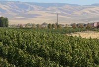 Uncorking Walla Walla: Your Guide to Wine Country Adventures