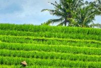 Navigate Bali Like a Local