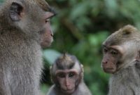 Ubud’s Sacred Monkey Forest: Your Complete Guide