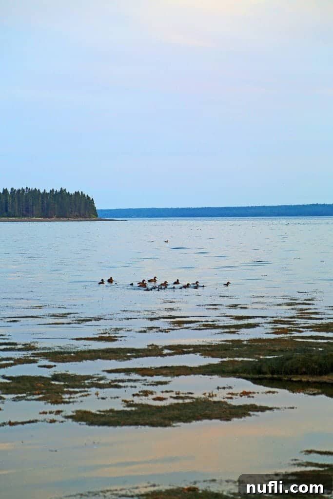 Ducks gracefully gliding on the calm water in St. Andrews by the Sea, adding a touch of wildlife to the scenic harbor.