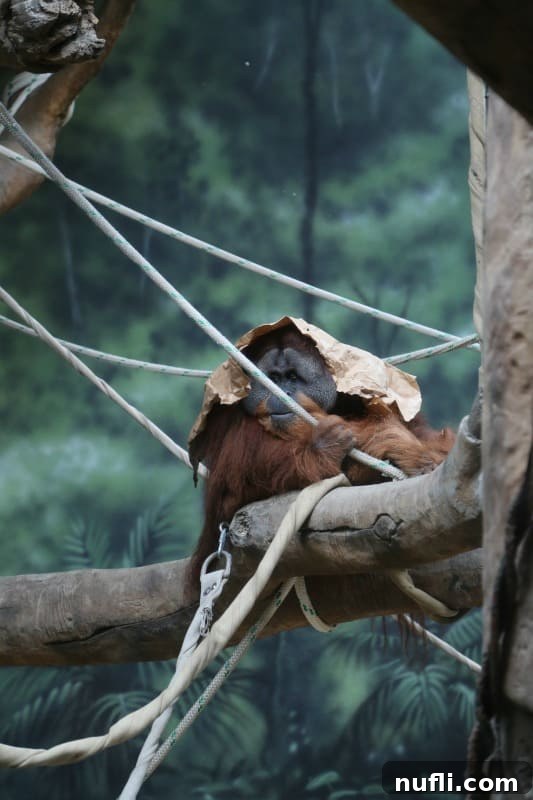 Experience Fort Wayne Indiana 3 Orangutan on a branch with paper over its head