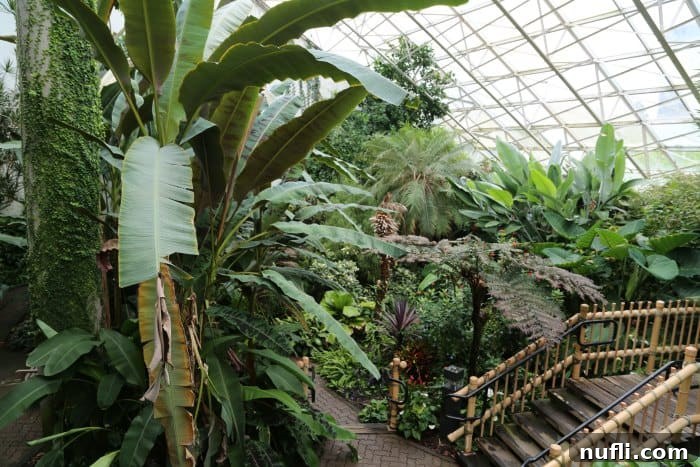 Lush tropical conservatory with giant exotic plants at Foellinger-Freimann Botanical Conservatory