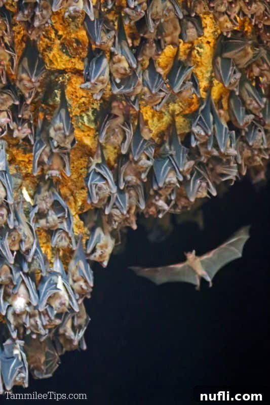 Bat flying up to a cave wall with bats hanging upside down