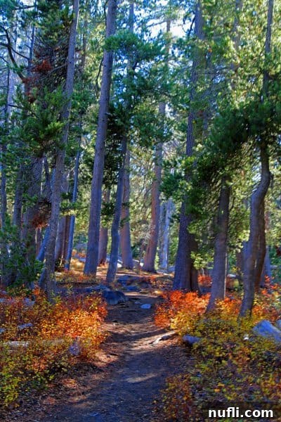 Trail through the woods with fall leaves