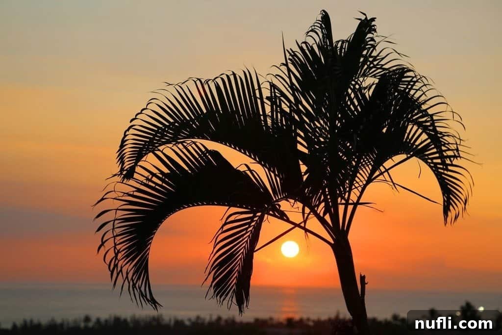 Vibrant sunset over the ocean with a silhouetted palm tree in Kona, Hawaii