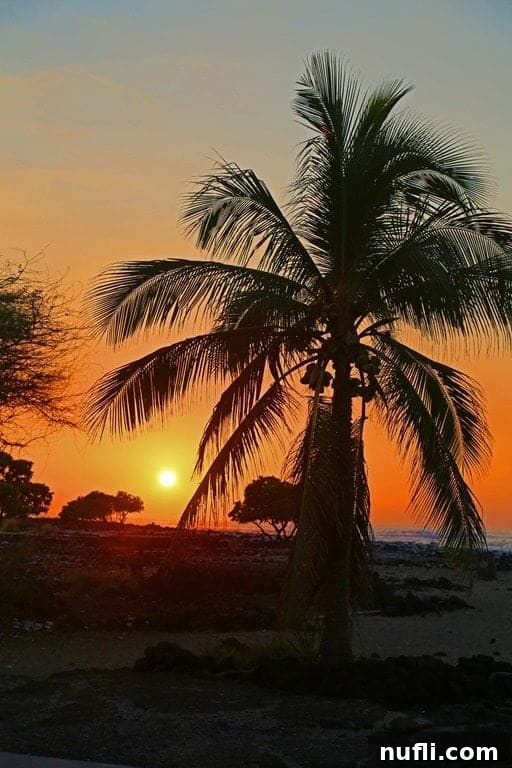 Serene sunset over the ocean with a lone palm tree silhouetted on the Big Island of Hawaii