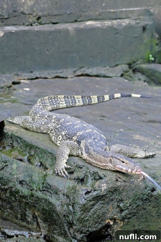 A large water monitor lizard with its tongue extended, resting on a stone embankment