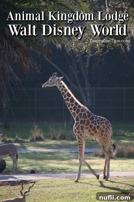 Giraffe gracefully roaming the savannah near Disney's Animal Kingdom Lodge, with the resort visible in the background