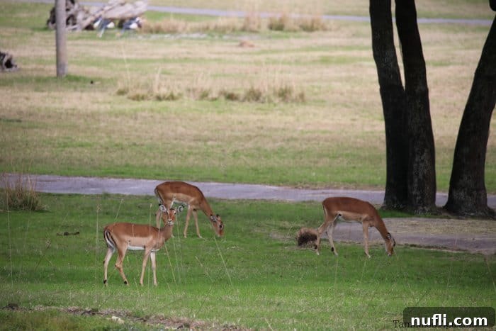 Gazelles and other hoofed animals grazing on a grassy savannah, observed from the Animal Kingdom Lodge hotel room