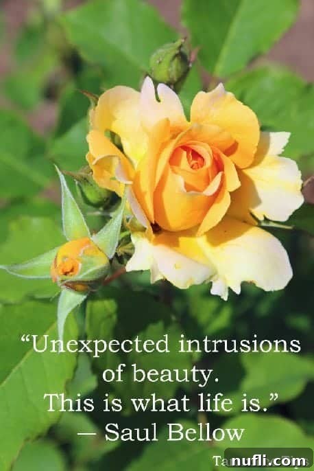 Quote: Unexpected intrusions of beauty. This is what life is.
