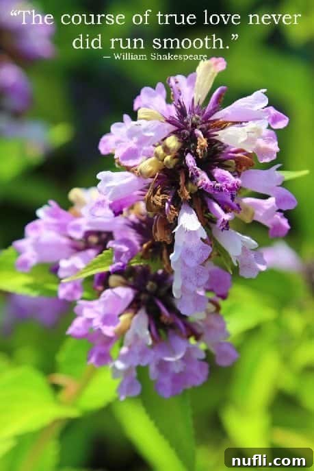 The winding path of true love, illustrating its ups and downs and eventual triumph.