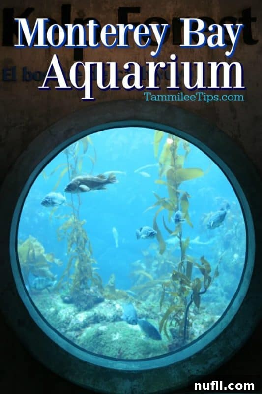 Circular window view inside the Monterey Bay Aquarium, teeming with vibrant fish species