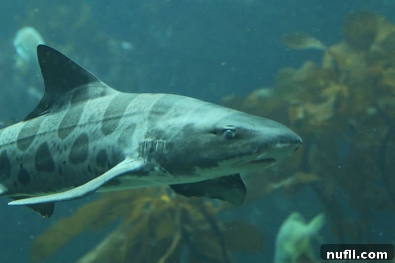 Leopard shark gracefully swimming through a dense kelp forest, with sunlight filtering from above