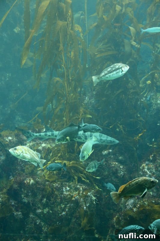 Dense school of fish gracefully navigating through the towering stalks of the Kelp Forest exhibit