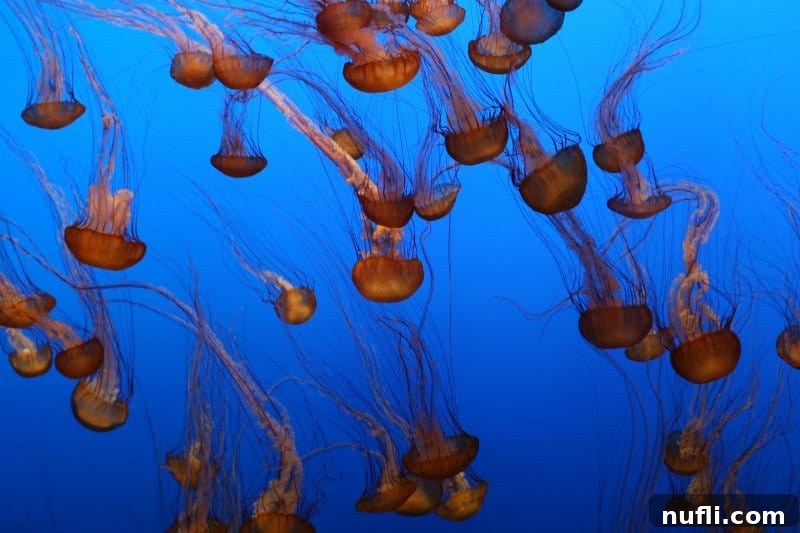 Luminous jellyfish gracefully swimming upside down, showcasing its delicate tentacles and bell