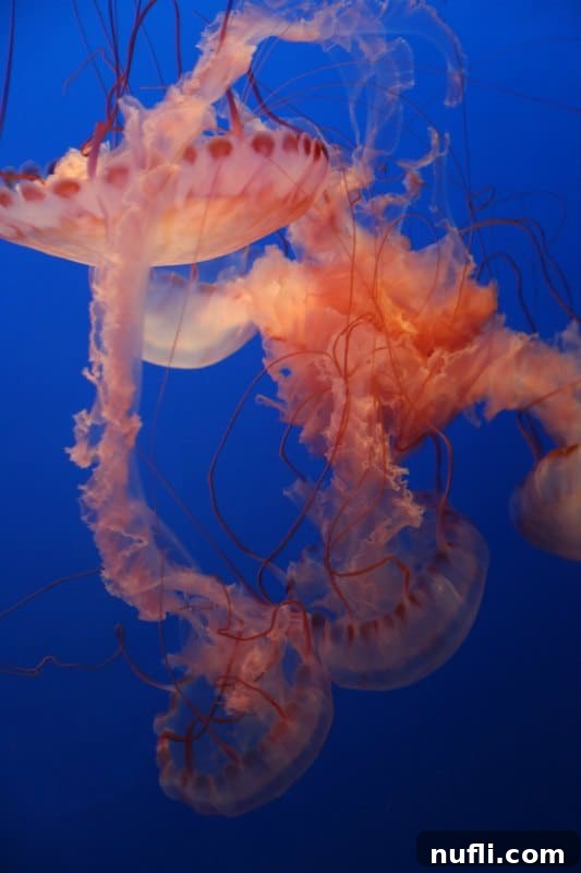 Close-up of an ornate and visually stunning jellyfish, showcasing its intricate patterns and vibrant colors