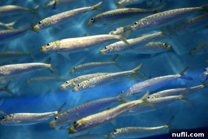 A school of small fish swimming in perfect unison, creating a dynamic silver flow