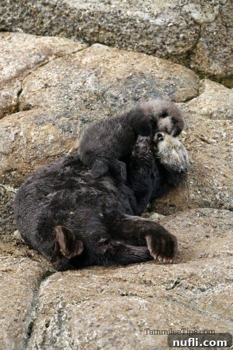 Mother sea otter with her tiny baby resting on a rock, embodying the joy of new life in the wild