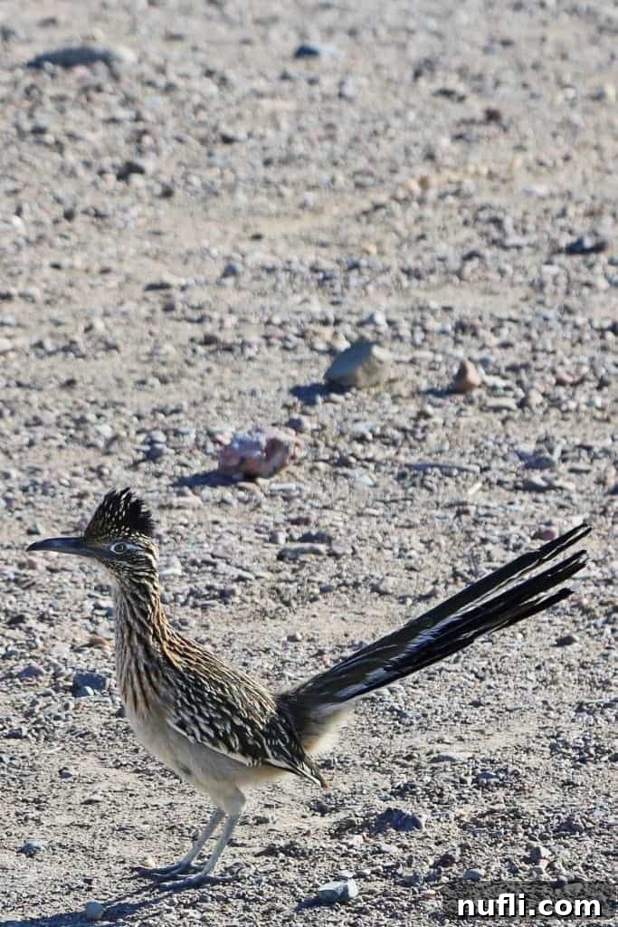 roadrunner death valley