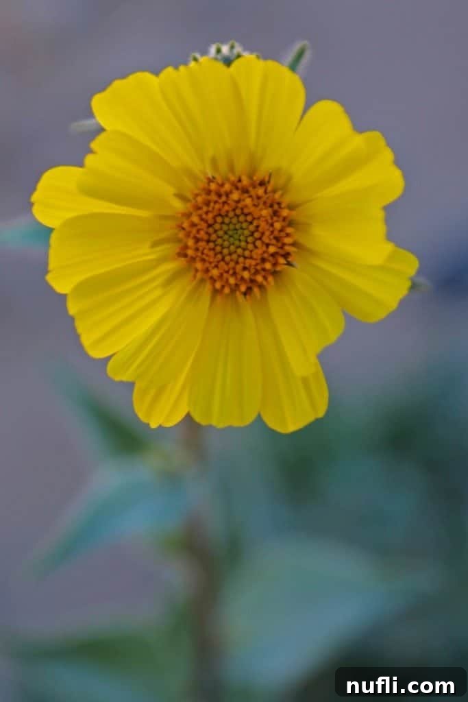 Unforgettable Death Valley Experiences 6 Wildflower at Death Valley National Park